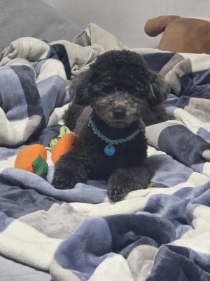 꼬미파파